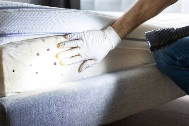 Best Affordable Pest Control Services  in Martindale, TX
