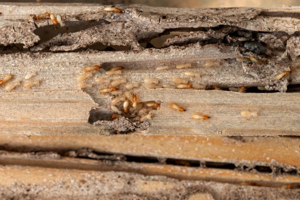 Best Ant Control Services  in Martindale, TX